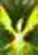Dark Phoenix Shot skill icon